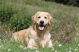 GOLDEN RETRIEVER 389